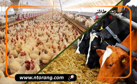 ظرفیت جهش تولید بخش دام و طیور ایلام با ۱۳۰۰ طرح تولیدی فراهم است